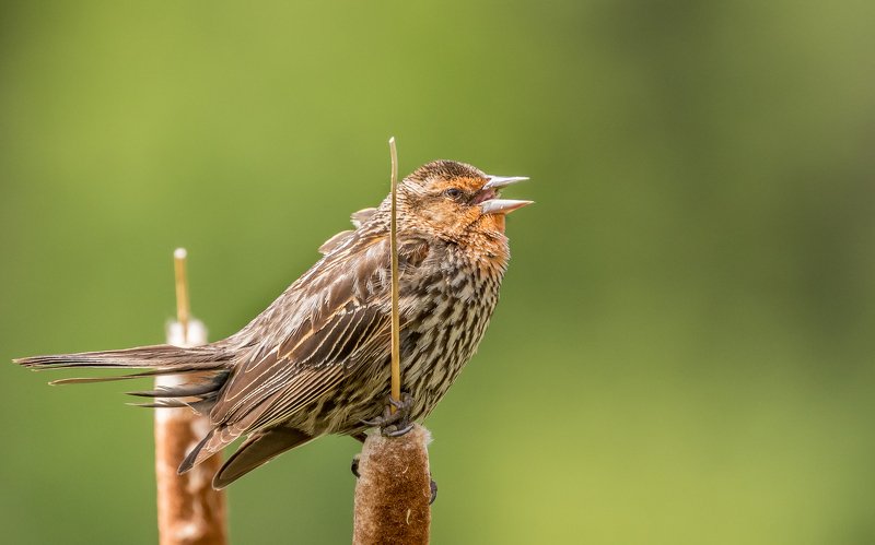 Red-winged Blackbird, female фото превью