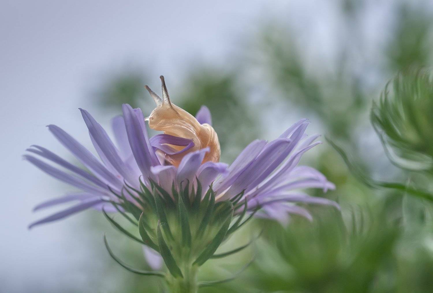 #макро #улитка #ромашка #нежность, Ольга Мусиенко