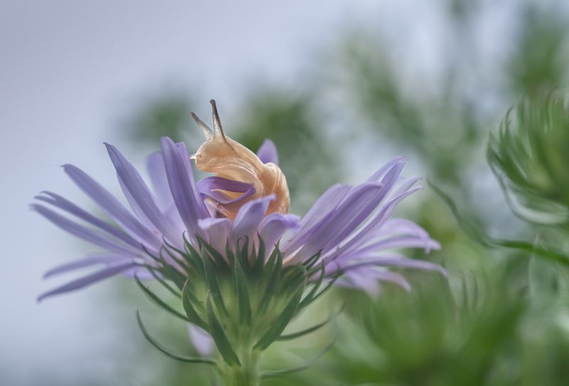 #макро #улитка #ромашка #нежность Ветер с ЮГа? фото превью