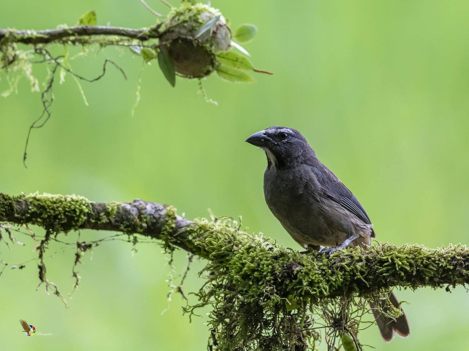 , Fernando Burgalin Sequeira