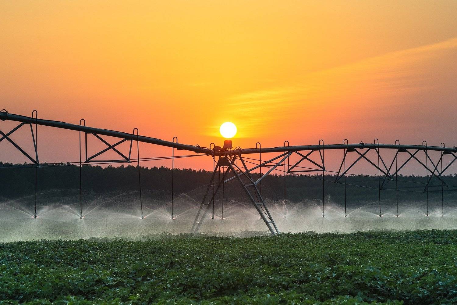 солнце, поле, картофель, автополив, Алексей Чекалев
