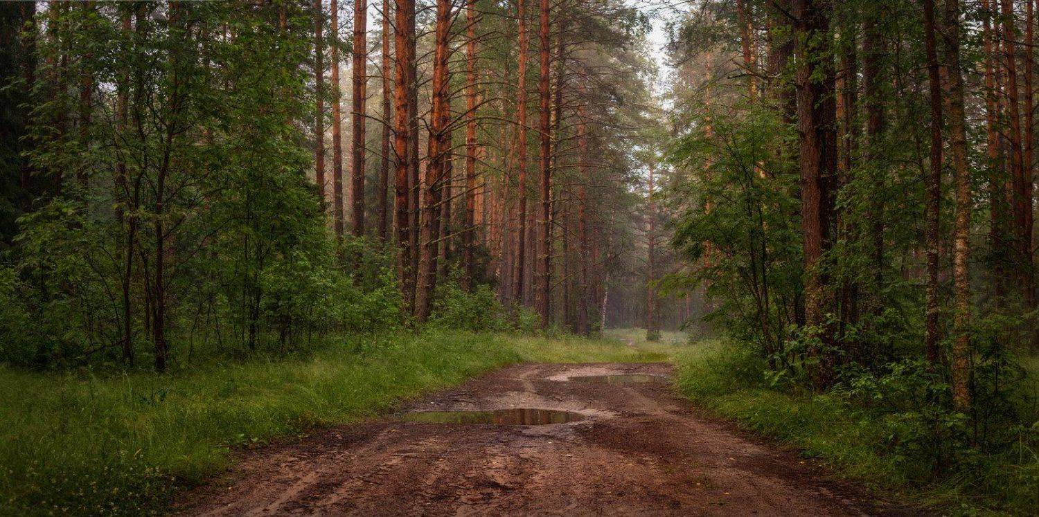 вечер туман лес дорога лужи, Дмитрий Алексеев