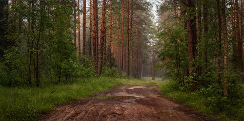 Лес после дождя