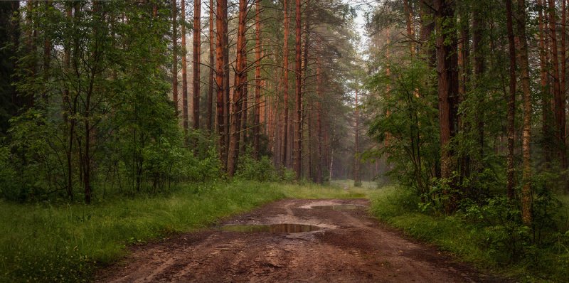 вечер туман лес дорога лужи Лес после дождя фото превью