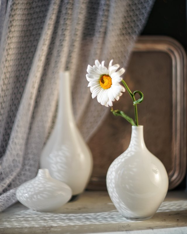 натюрморт ромашка цветок белый гелиос stilllife helios flowers Из жизни ромашки фото превью