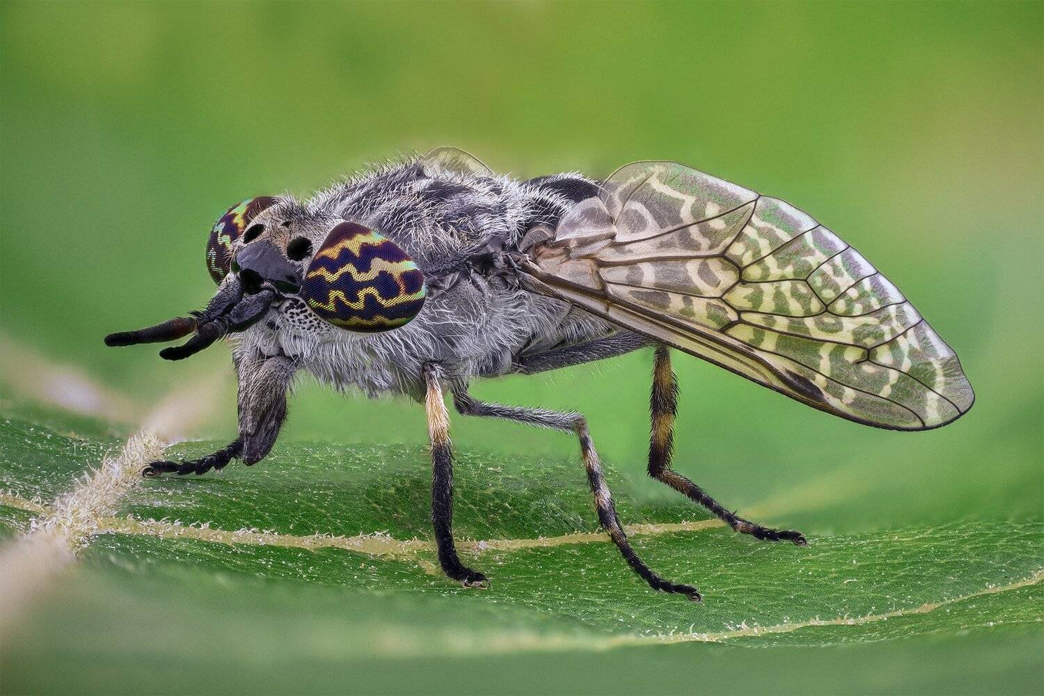 ceclii, macro, nikon d3400, lomo 3.7, Tsvetan Ganev