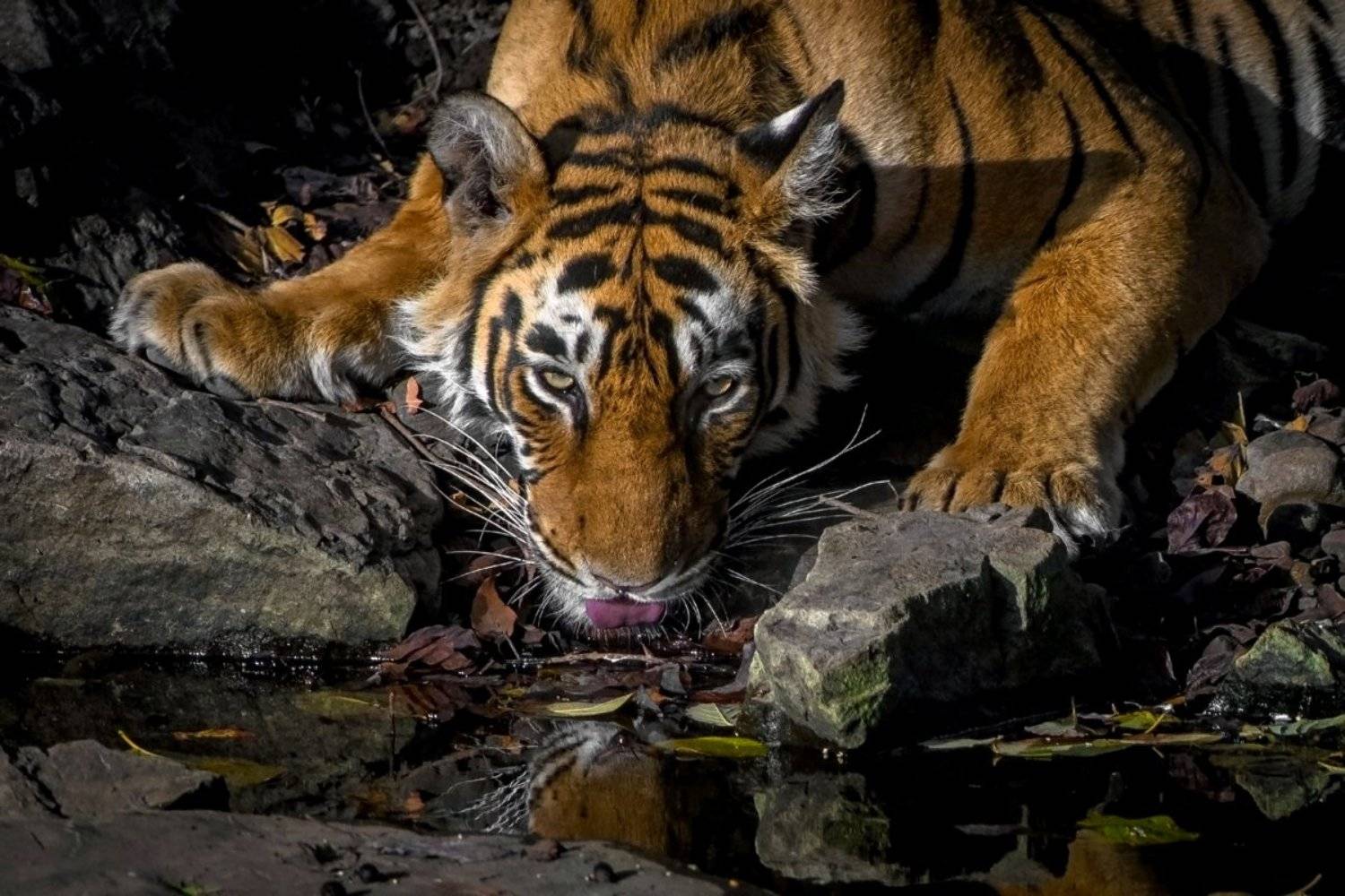 тигр, Александр Маркелов