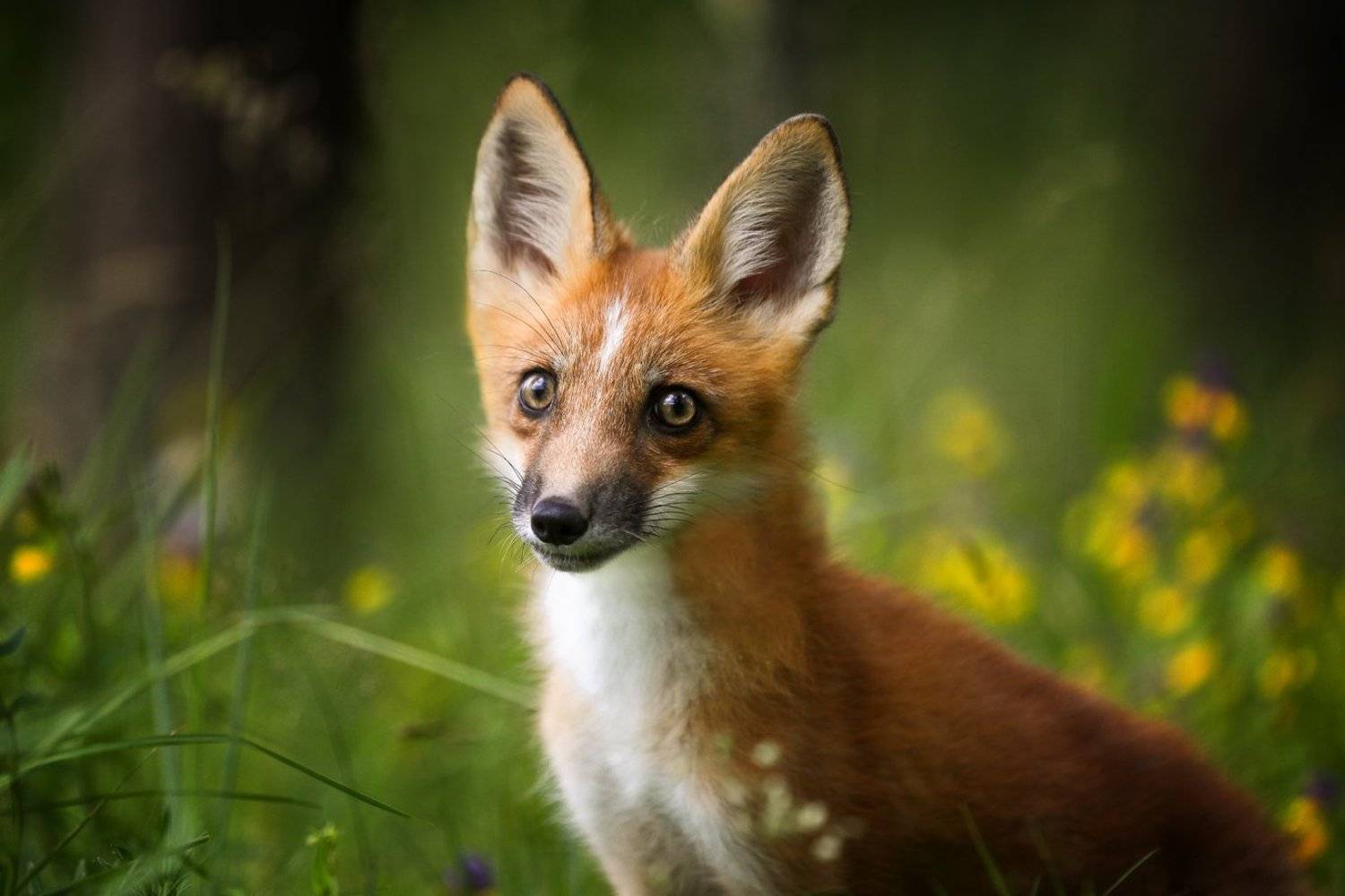 , Андрей Ершов