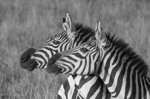 Ты точно смотришь туда же, куда и я?!