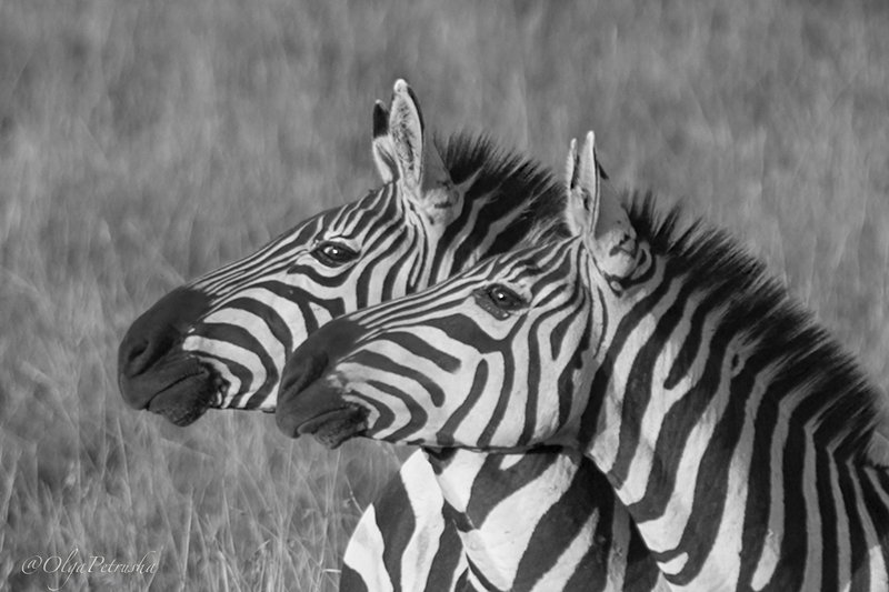 зебра, черно_белое, саванна, африка, дикие_животные, портрет, полоски Ты точно смотришь туда же, куда и я?! фото превью