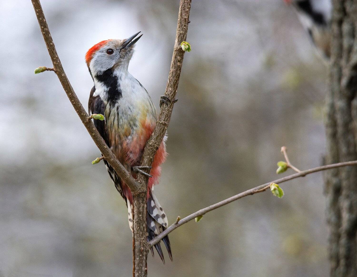птица средний дятел, Руслан Сигушин