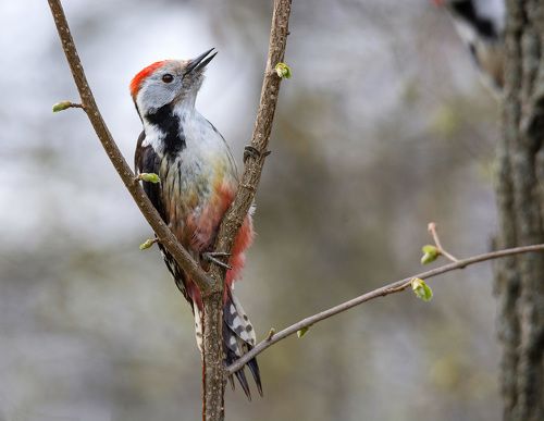 Портрет для красной книги