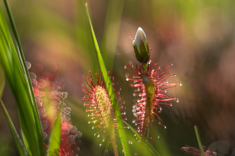 macro, sundew, bokeh, colors Flower фото превью