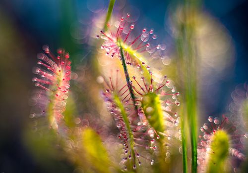In the grass