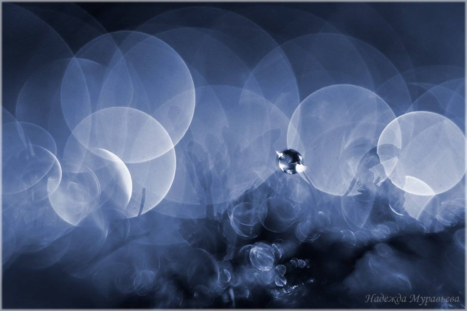 макро, арт, мох, кукушкин лён, Надежда Муравьёва