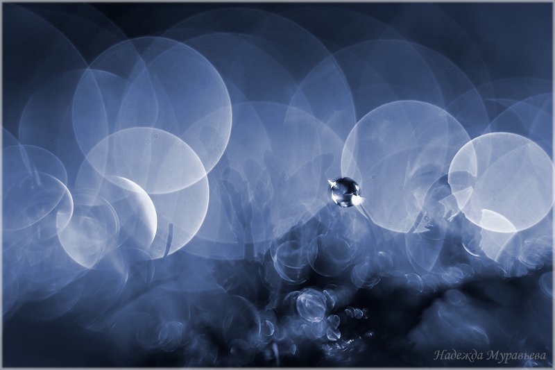 макро, арт, мох, кукушкин лён *** фото превью