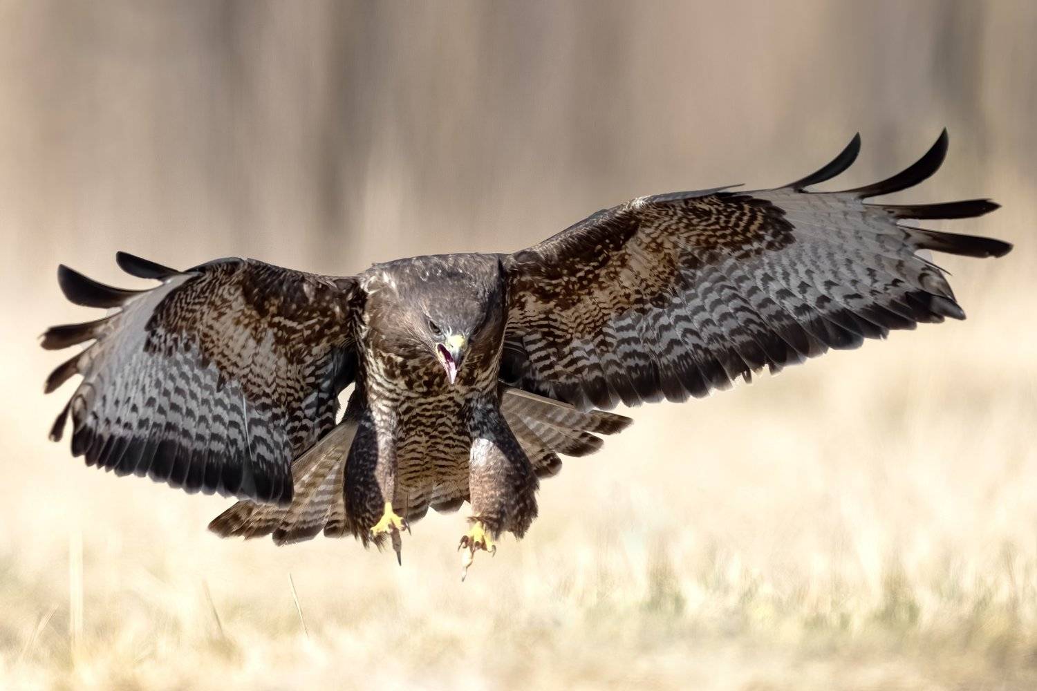 myszoł&oacute;w,  Buteo buteo, Drapieżny ptak, drapieznik, Robert Szmytkowski