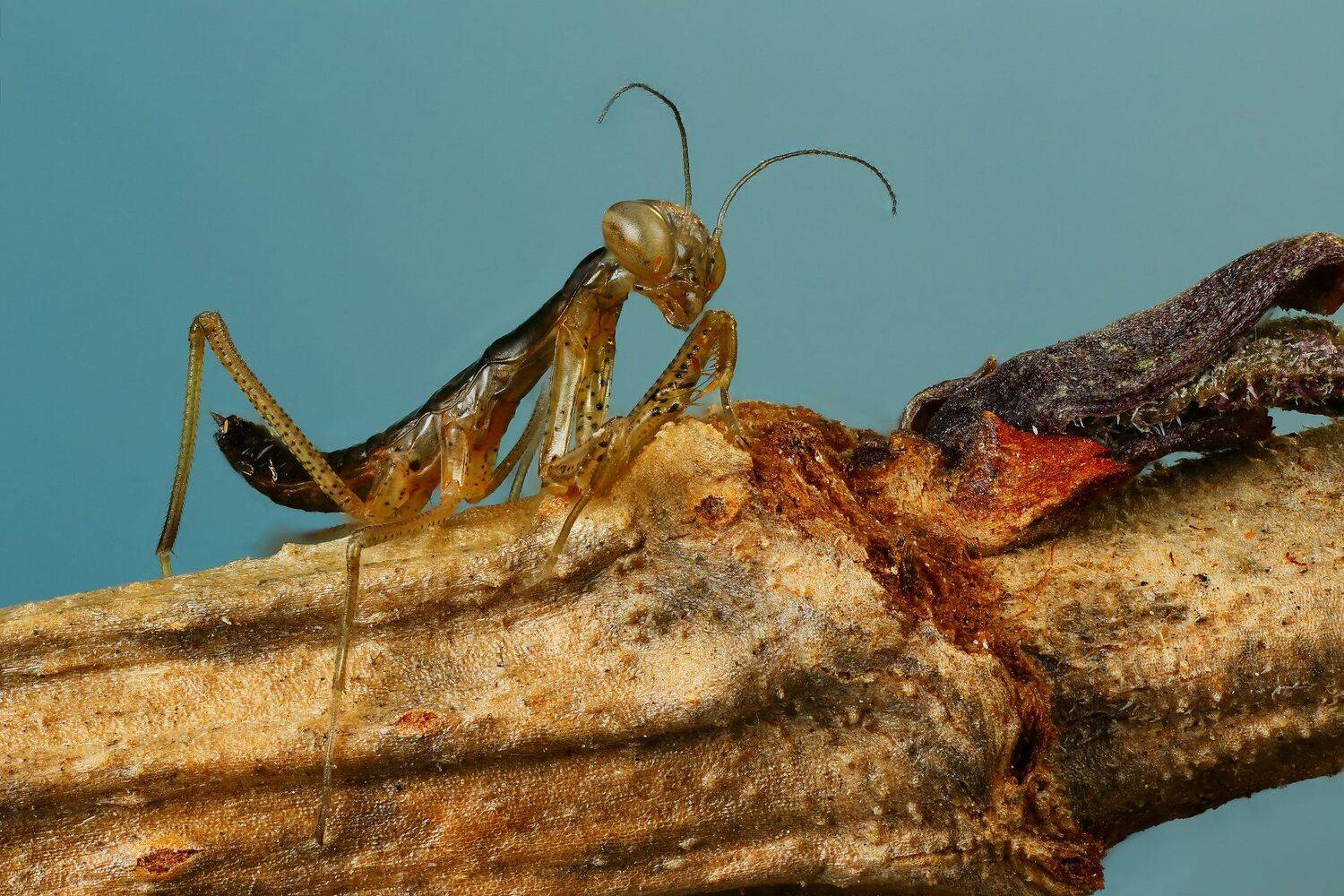 богомол,макро,природа,усы,цвет,насекомое,животное,растение,синий, Андрей Шаповалов