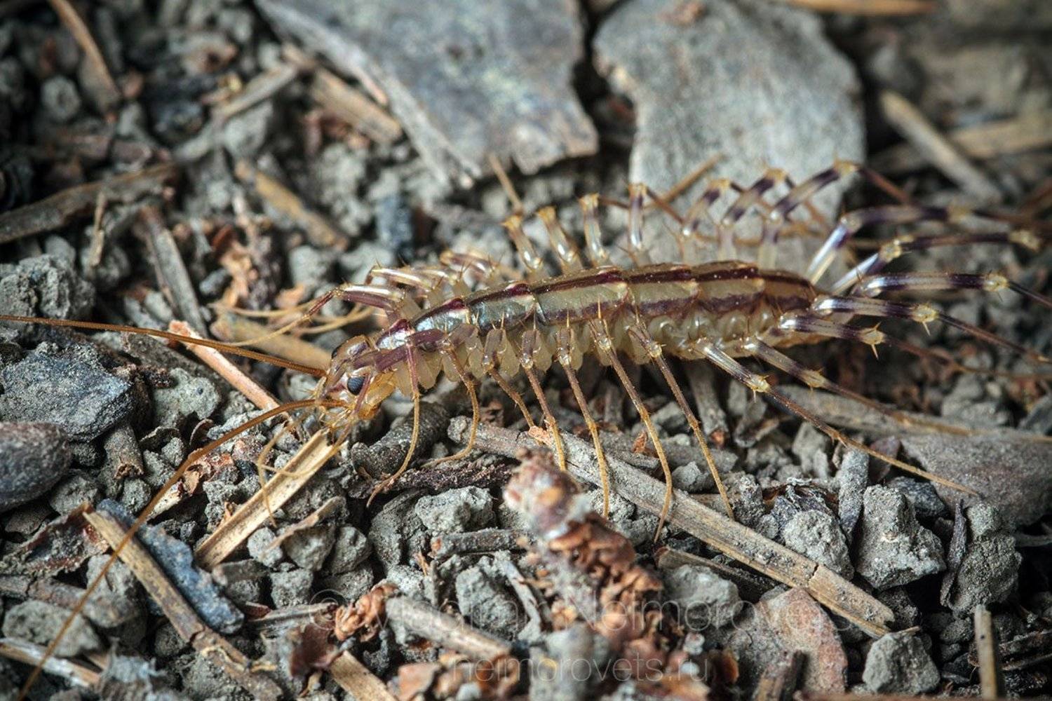  house centipede, Scutigera coleoptrata, millipede, centipede, chilopoda, night, ground,  close-up, macro, close up, Russia, Northwestern Caucasus, Krasnodar Territory, Dzhankhot., Владимир Нейморовец
