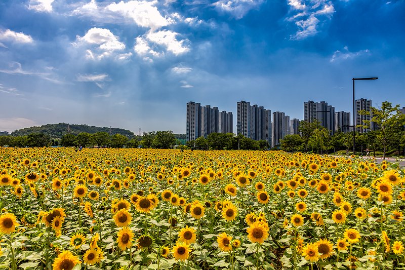 Sunflowers in the afternoon.. фото превью