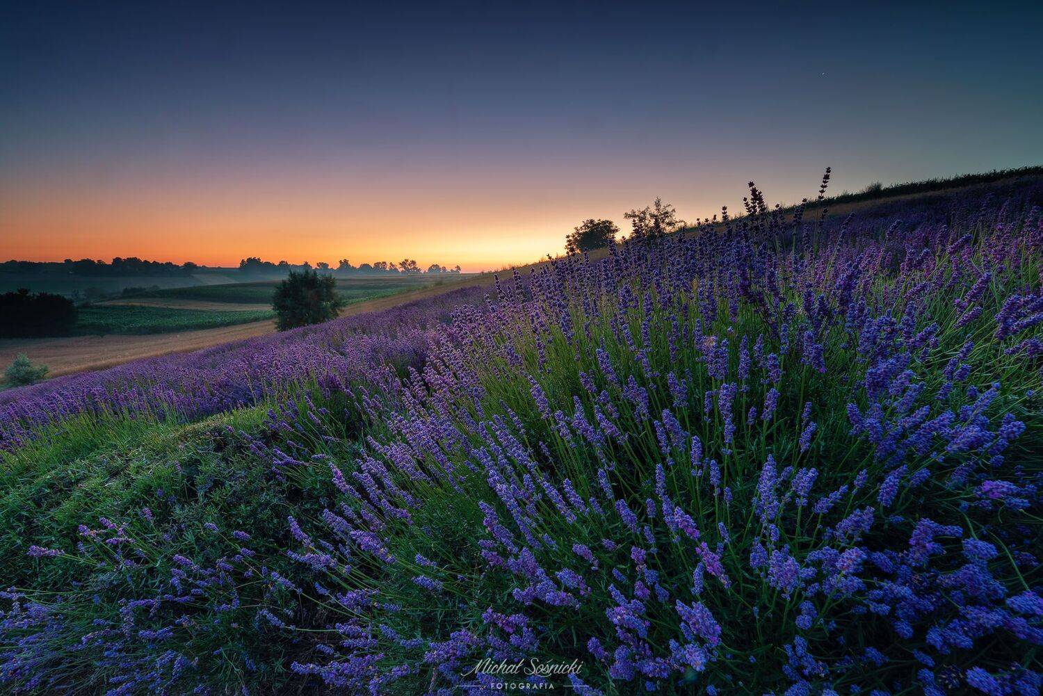 #poland #sunrise #lavender #flowers #morning #color #nature #benro #pentax, Michał Sośnicki