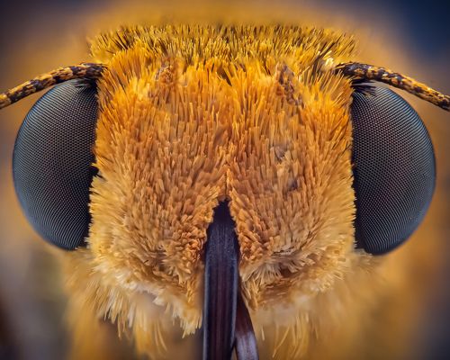 Portrait of large skipper butterfly