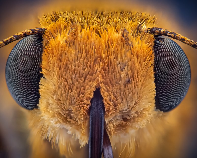 macro wildlife closeup insects Portrait of large skipper butterfly фото превью