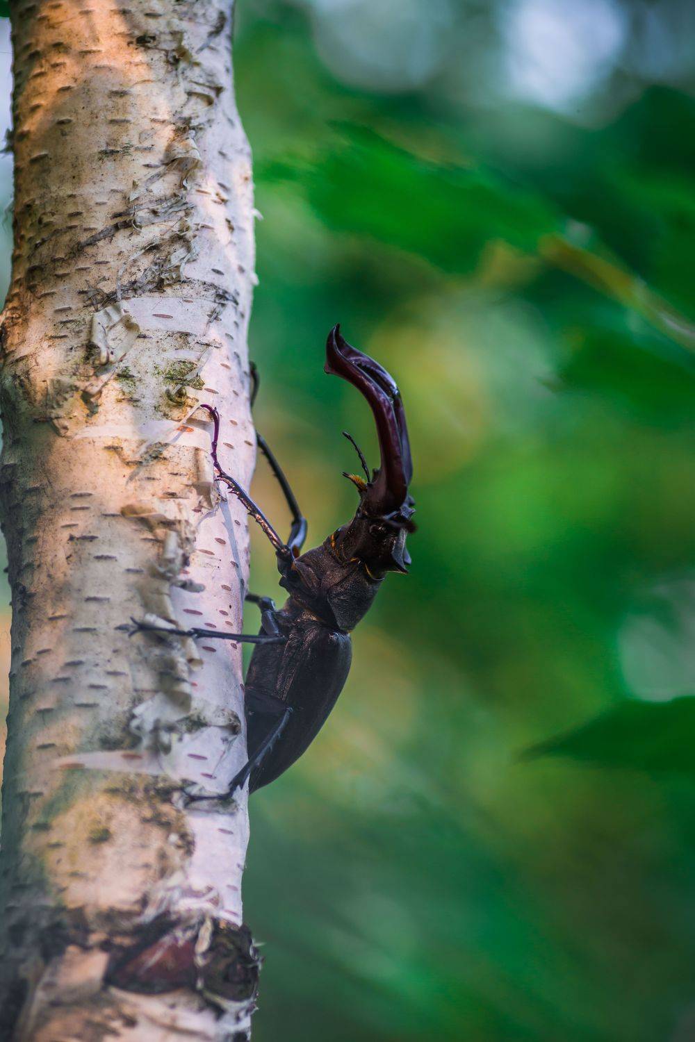 , Роман Зайцев