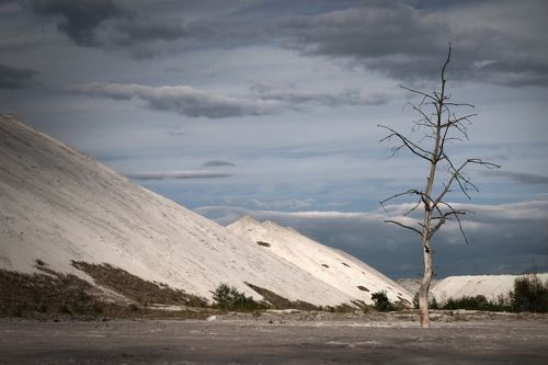 The lust tree(III)
