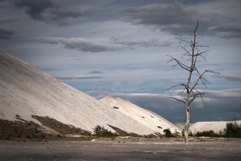 беларусь, гомель, горы, экология The lust tree(III) фото превью