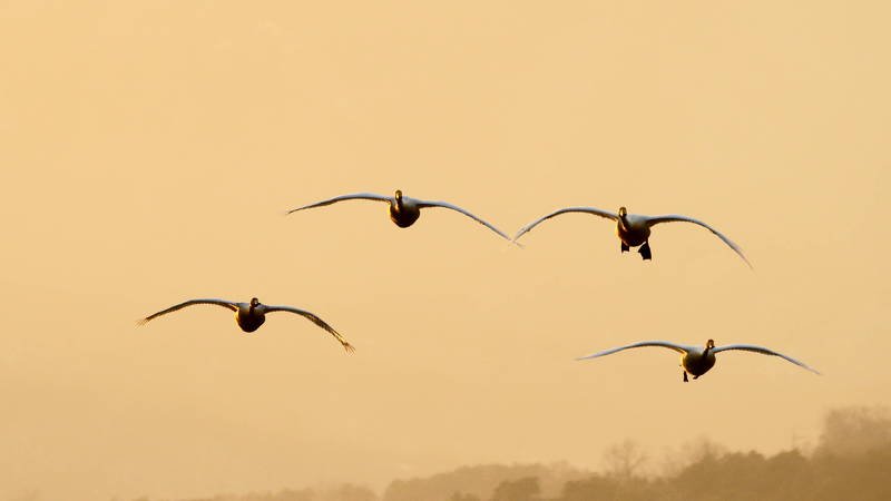 south korea, gyeonggido, winter, sunset, swan, animal, bird, sky, light, Flying swans фото превью