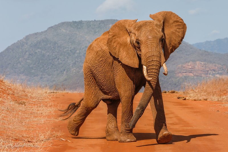слон, красный_слон, саванна, пыль, почва, железо Танцующий слон. фото превью
