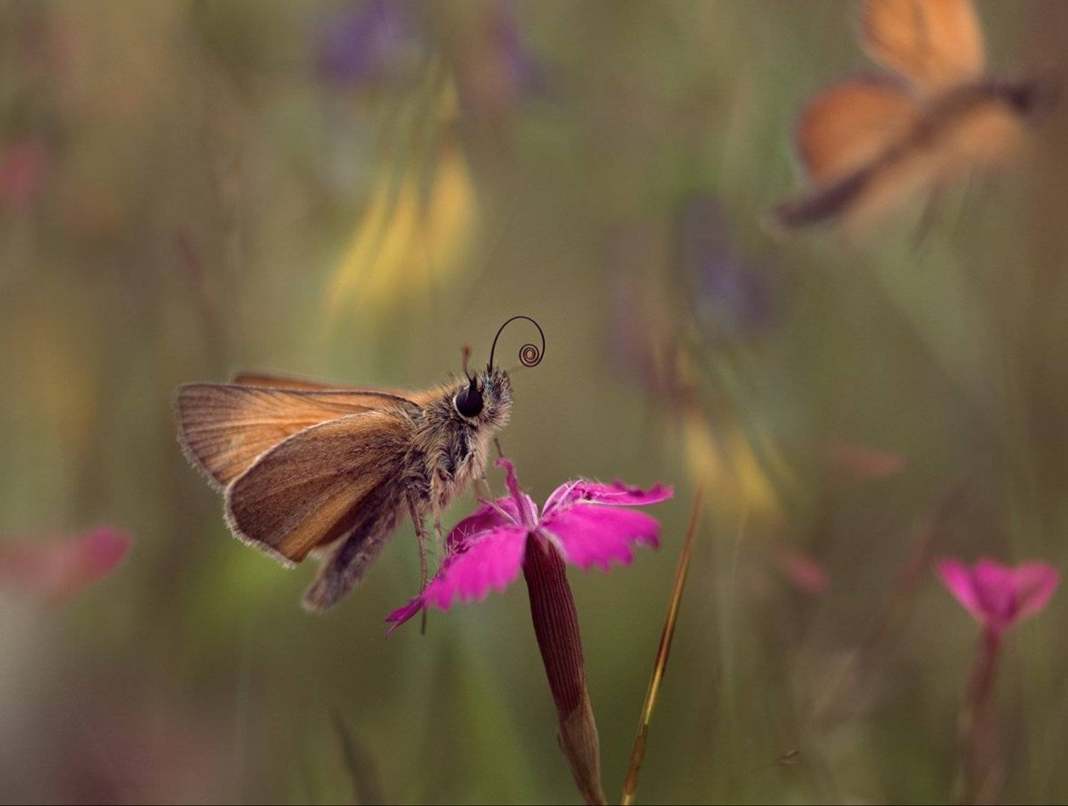 , Баранов Олег
