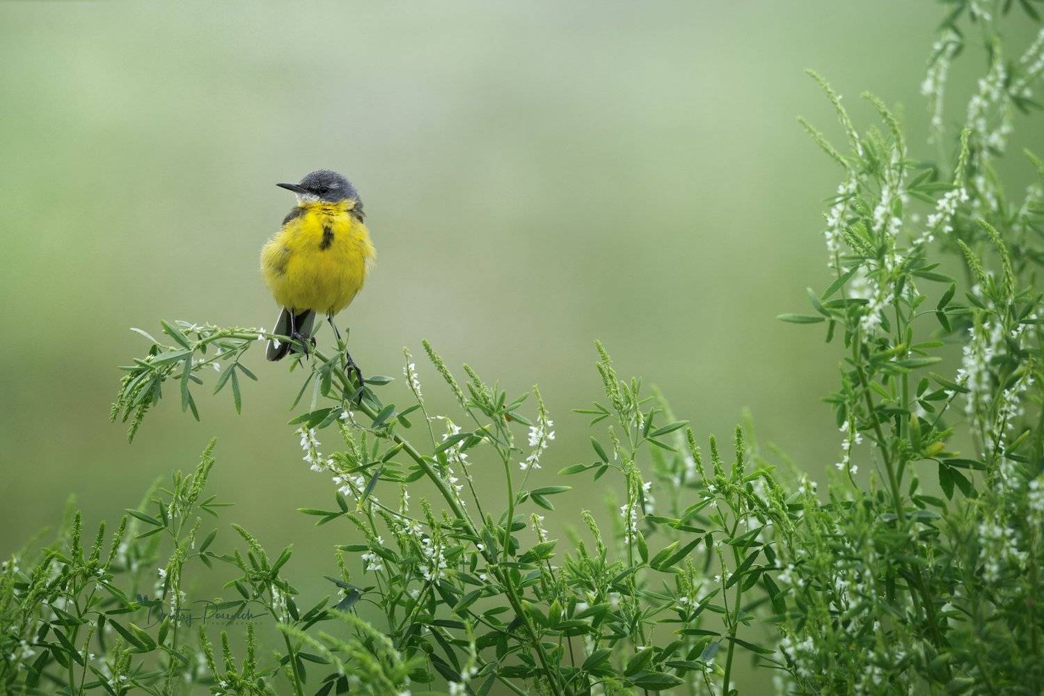 природа, лес, поля, огороды, животные, птицы, макро, Дмитрий Посевич