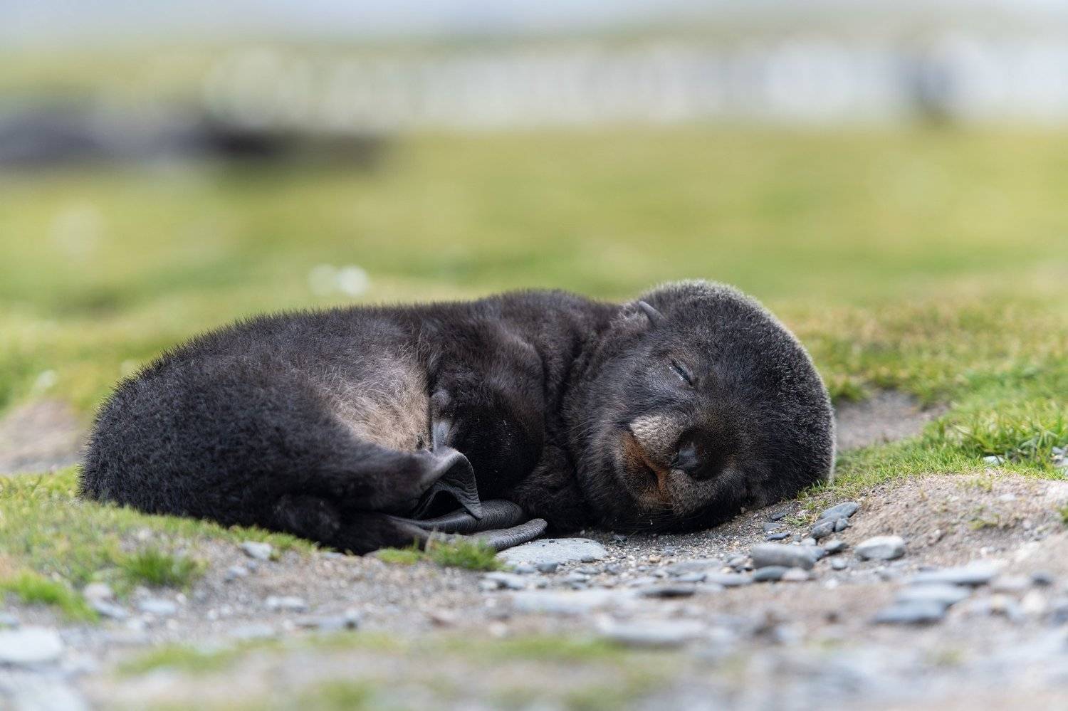 Антарктида, морские животные, Татьяна Дударенко