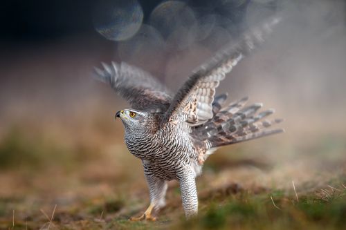  jastrząb gołębiarz (Accipiter gentilis) 