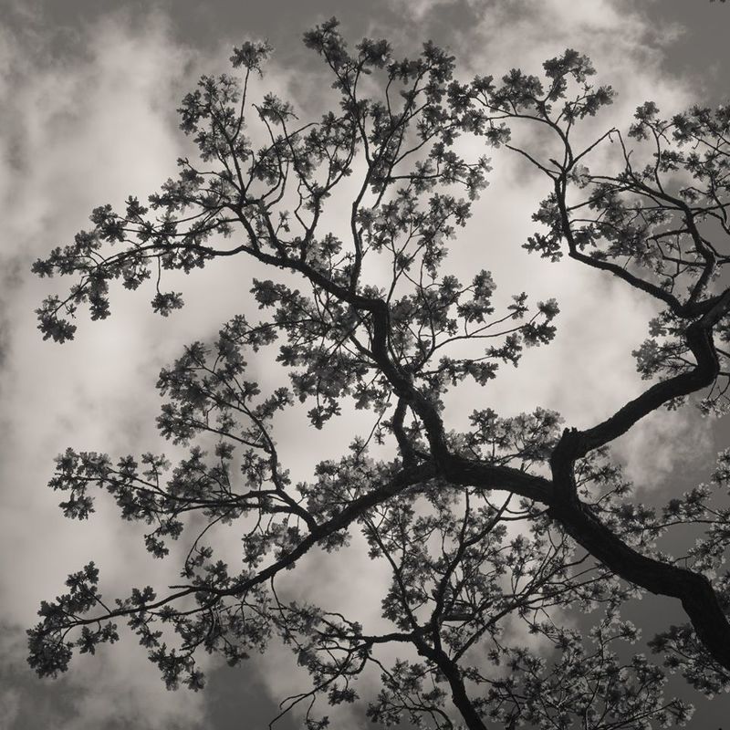 Чёрно-белое, графика Головокружение фото превью