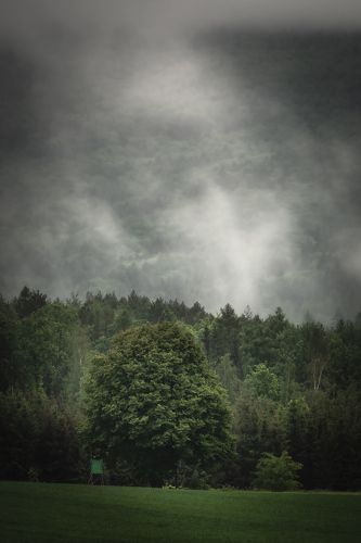 Tree in the fog