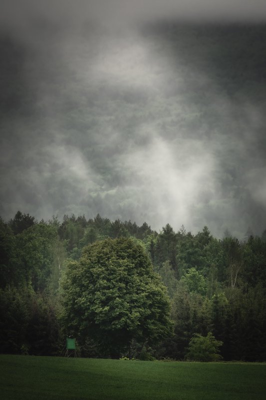 fog, forest, tree, field, rain, spring Tree in the fog фото превью