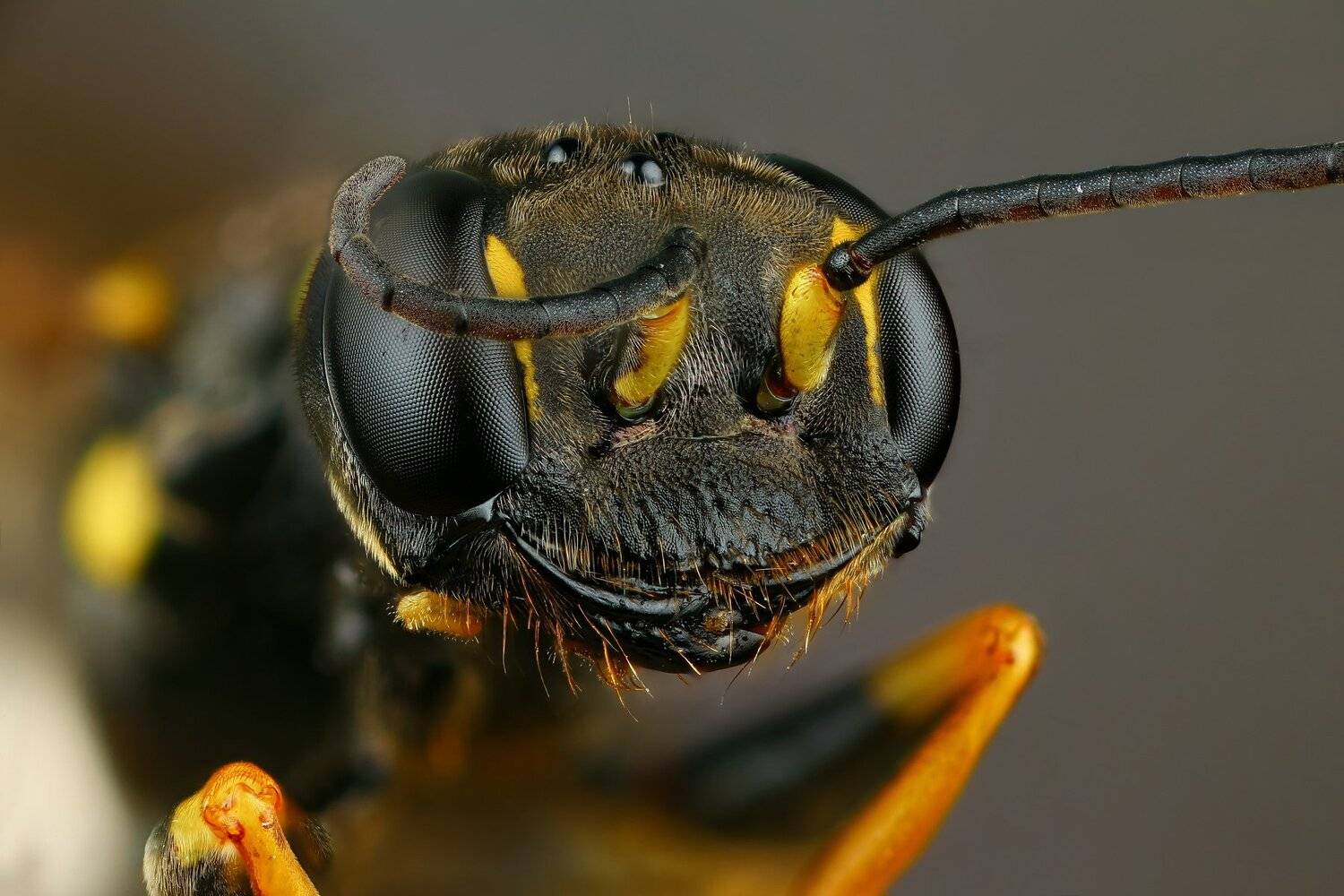 оса,макро,природа,усы,цвет,глаза,желтый,черный,портрет, Андрей Шаповалов