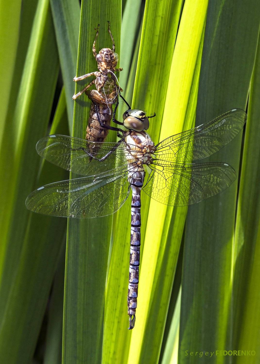 , Сергей Федоренко