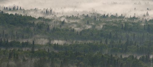 Ведьмины костры