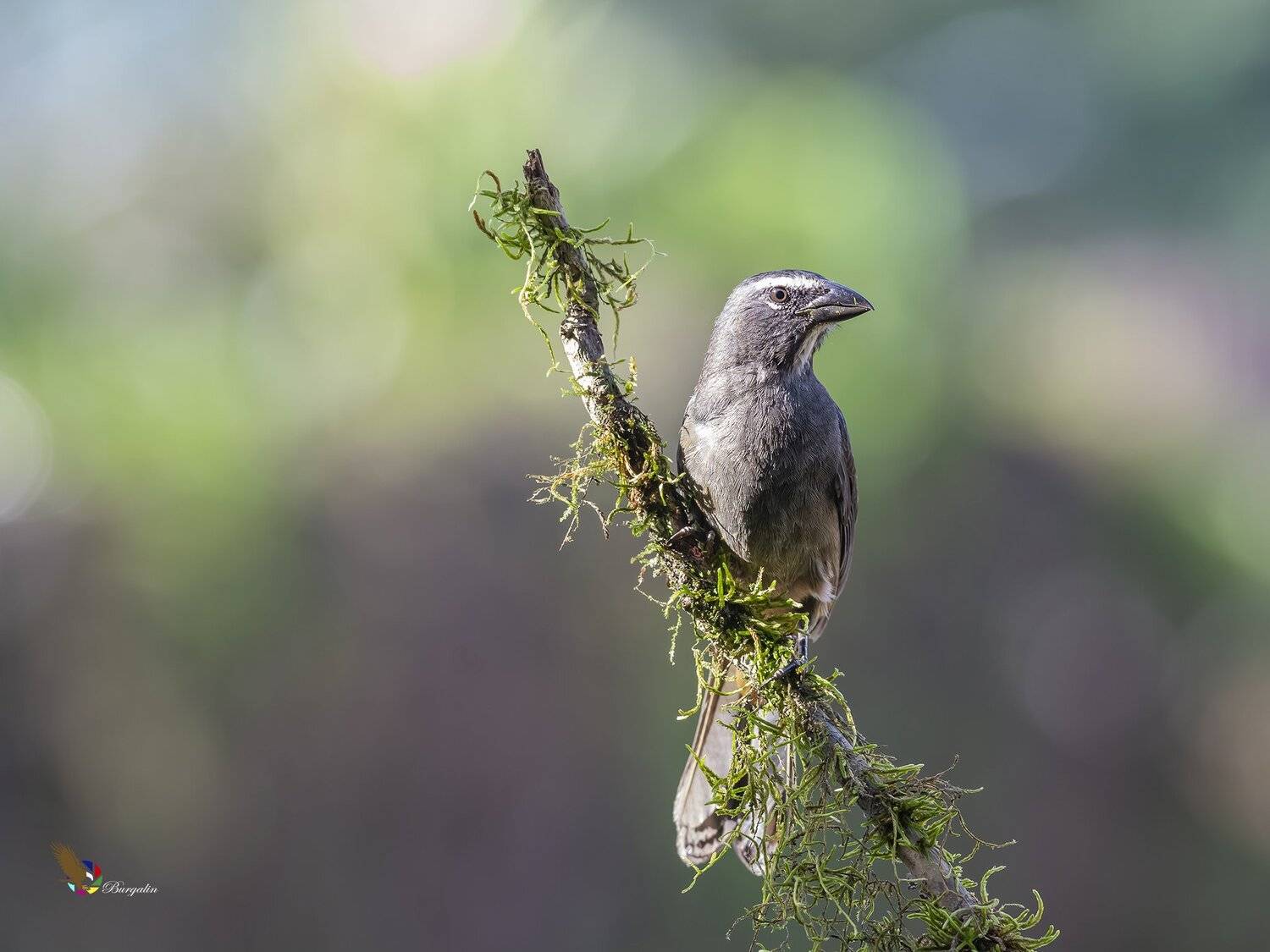 , Fernando Burgalin Sequeira