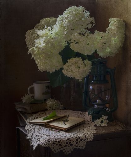 Гортензии цветут