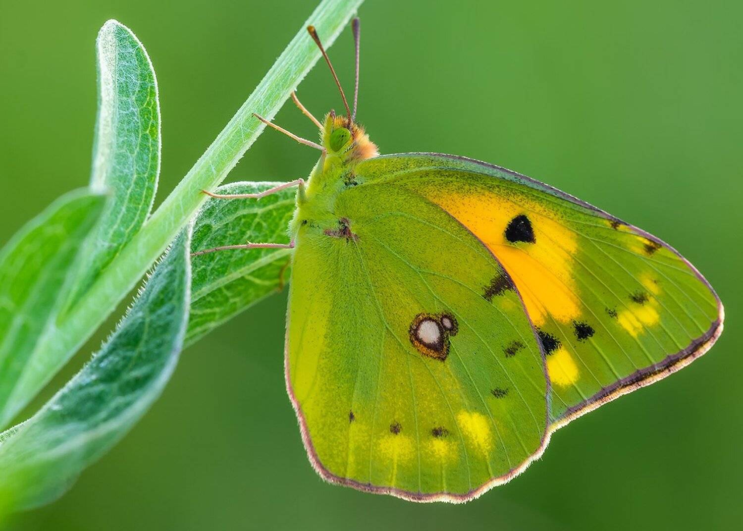 , Александр Земляной