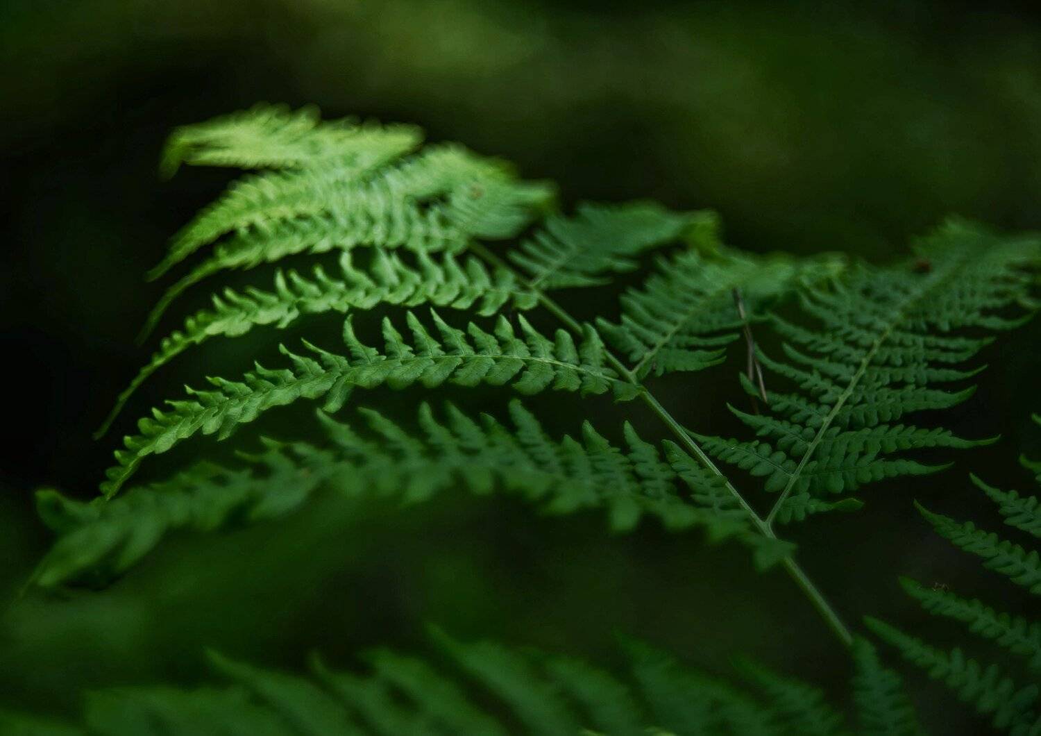 , Владимир Леликов-Кузьменко