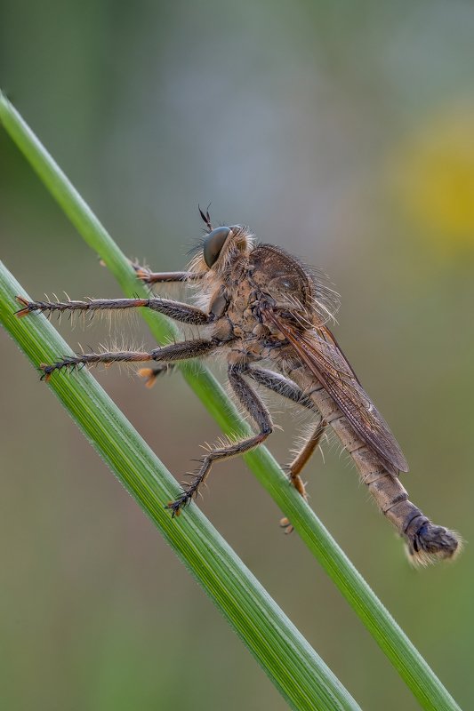Ктырь На лыжах))) фото превью