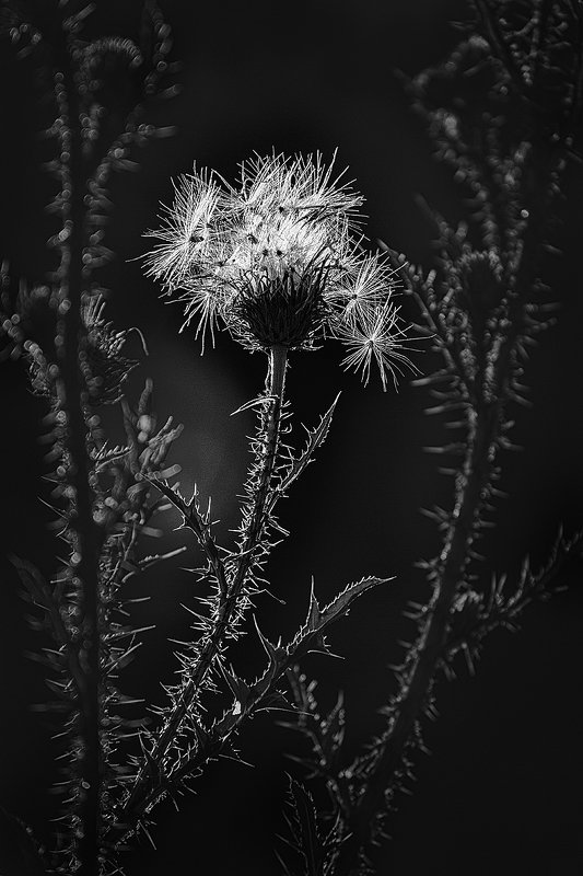 canon 55-250,  beautiful, красивый, moment, момент, nature, природа,  summer, лето, летняя, meadow, луг, glade, поляна,  thistle, чертополох, parachutes, парашютики, black and white, чернобелая, monochrome, монохром, monoart, bw, Чертополошно-парашютиковое... фото превью