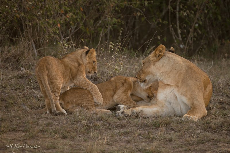 львица, львята, молоко, кормление, еда, дикие_животные, африка Подвинься пожалуйста, я тоже есть хочу!! фото превью