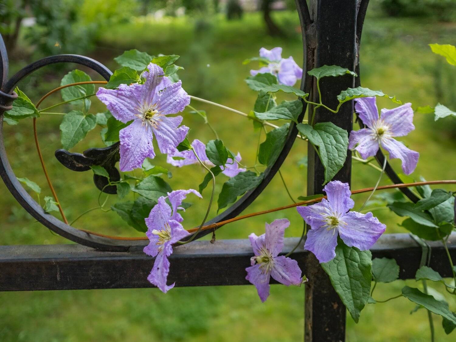 , Курлянцев Алексей